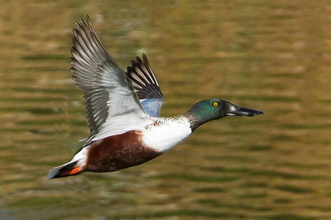 Birding in Tavira and Ria Formosa: Your Nemesis Bird Destination - Self-Guided - Ideal Birding Locations