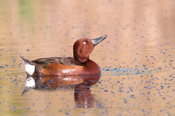 Birds, Nature and Sightseeing Tour Around the Varna - Beloslav Lake - The Sum Up