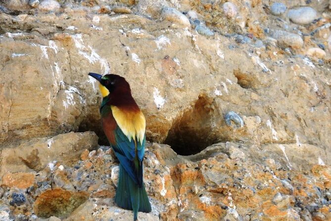 Birdwatching Albania - Inclusions