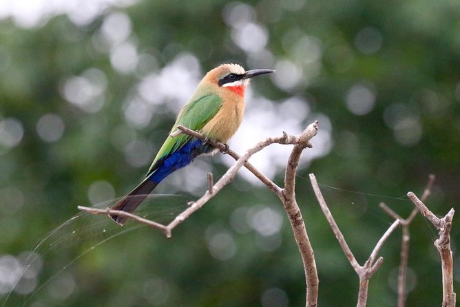 Birdwatching Cruise in Zambezi River With Breakfast - Meeting and Pickup Information