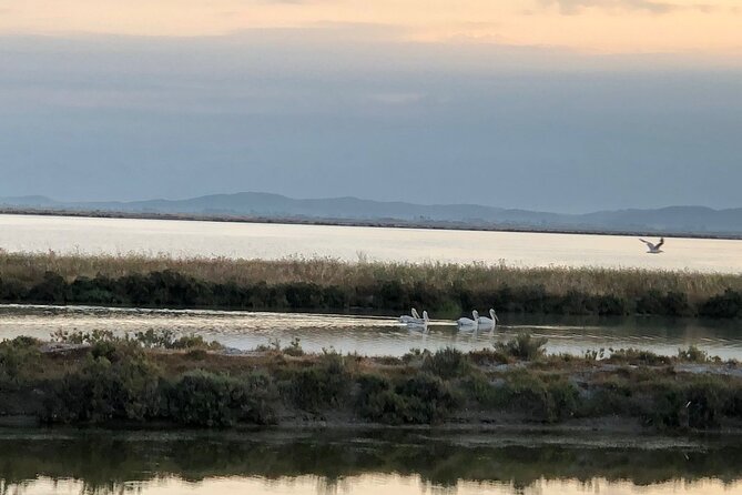 Birdwatching in Narta Lagoon From Vlora (3-6 Pax) - Birdwatching Experience Overview