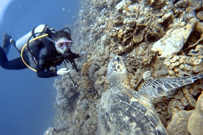 Boat Dive 2 Guided Dives With Lunch Included Wreck Dive&Reef Dive - Cancellation Policy