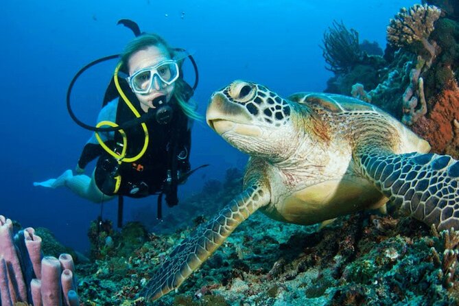 Bodrum Scuba Diving Tour With Lunch & Roundtrip Transfer - The Sum Up