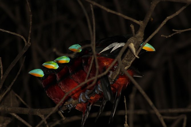 Borneo Wildlife Tour 3 Days 2 Nights At Tanjung Bulat Jungle Camp Kinabatangan - Logistics and Pricing
