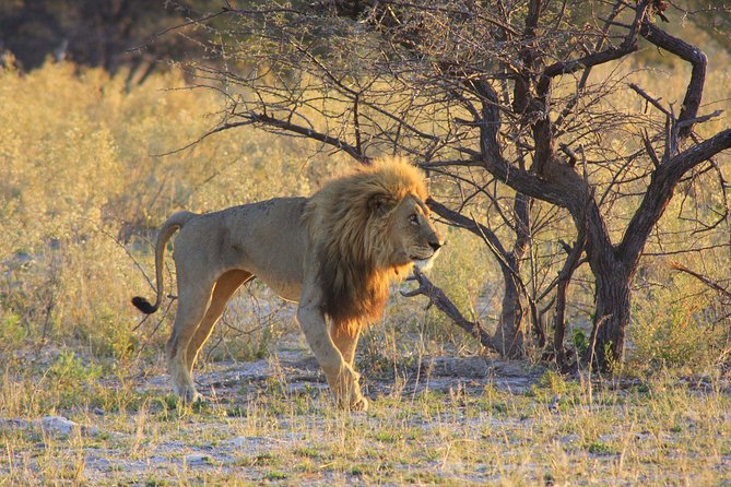 Botswana-Chobe National Park Savuti 3 Nights Camping - Customer Reviews