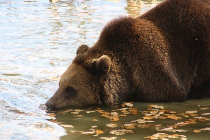 Brown Bear Watching Experience at the Bear Sanctuary - Additional Information