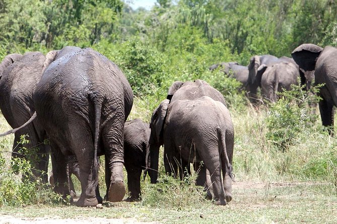 Bwindi Impenetrable Kenya Tanzania Gorilla Safari 14 Days 13 Nights - Safari Activities