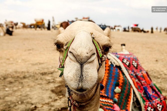 Camel Ride in Aswan + Lunch - Inclusions