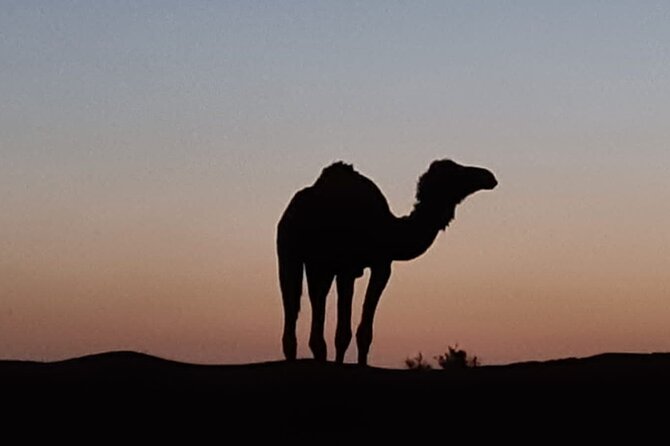 Camel Trekking the Gateway to the Desert - Cancellation Policy and Booking Flexibility
