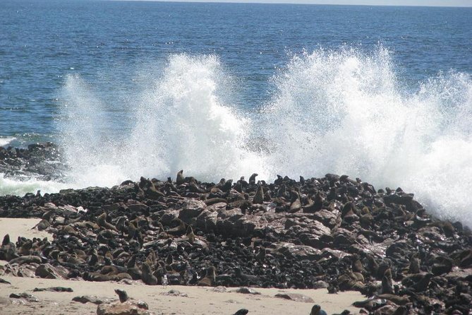 Cape Cross Seal Colony Tour From Swakopmund, Namibia - Booking and Reviews