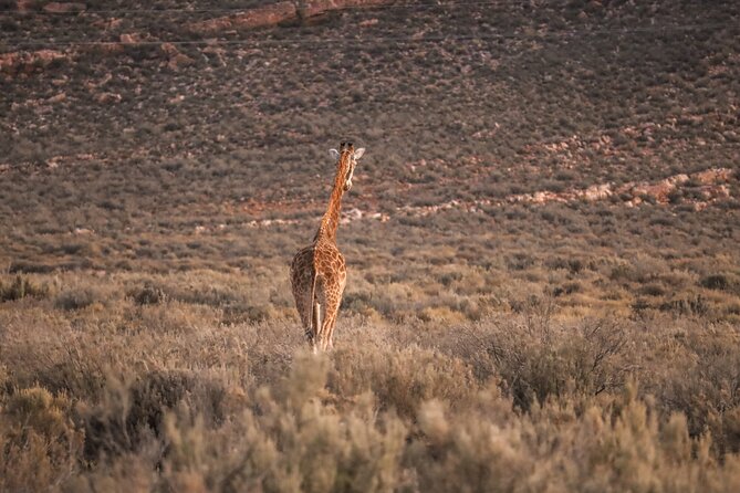 Cape Town Afternoon Safari With Transport and Lunch - Additional Information