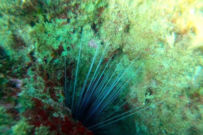 Chania Guided Snorkeling and Boat Excursion - The Sum Up