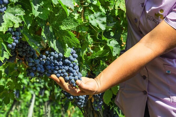 Chateau Burgozone Wine Tasting and Enchanting Danube River View - Expectations and Accessibility