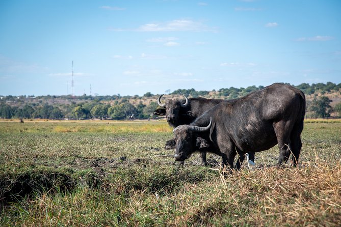 Chobe Day Trip - Customer Reviews