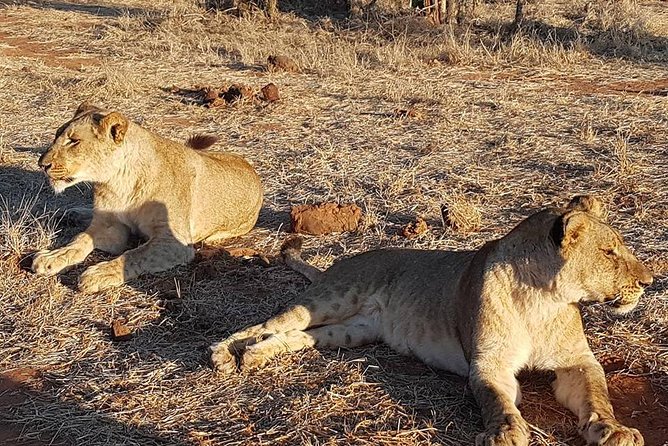 Chobe Day Trip From Victoria Falls - Chobe National Park Highlights