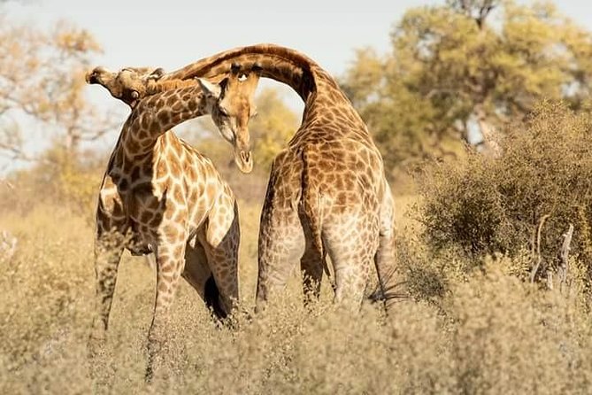 Chobe Day Trip - Additional Information