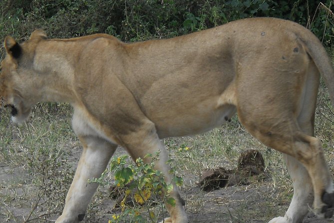 Chobe Full Day Safari Trip - Important Additional Information