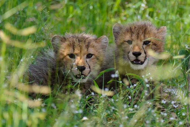 Chobe Full Day Safari With Victoria Falls Sunrise Tour Combo - Pricing and Reservations