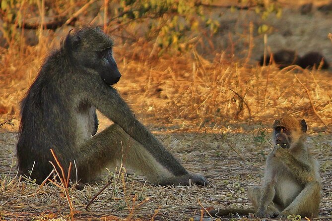 Chobe National Park Day & Overnight Game Safari - Price and Lowest Price Guarantee