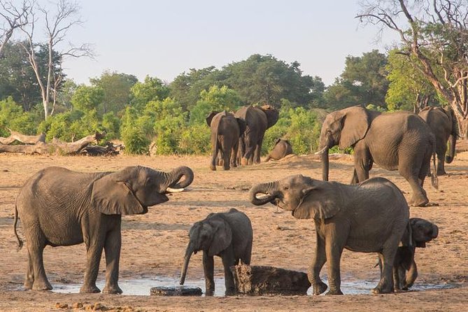 Chobe National Park Full Day Safari (Botswana) - Customer Reviews and Ratings