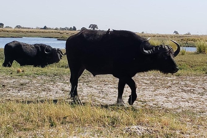Chobe Safari Day Trip From Victoria Falls- Small Group - Booking Details