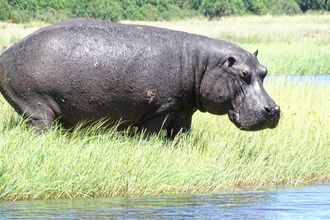 Chobe Safari Experience Day Trip - Booking and Cancellation Policy