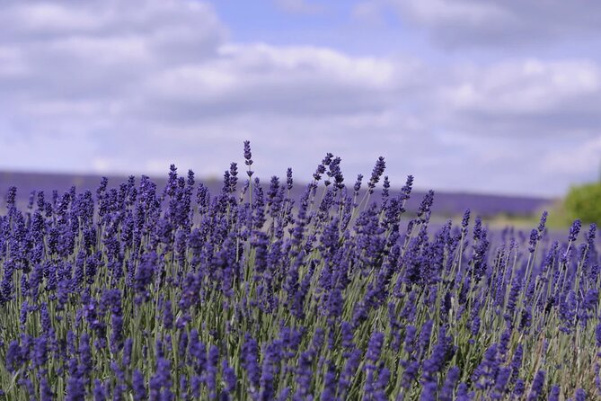Cotswolds and Lavender Fields Tour With Country Pub Lunch - Accessibility and Weather Advisory
