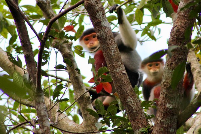 DA NANG Marble Mountain and Monkey Mountain PRIVATE TOUR - Tour Highlights