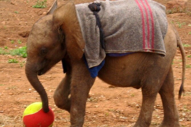 David Sheldrick Elephant Orphanage Half-Day Tour in Nairobi - Conservation Education and Interaction