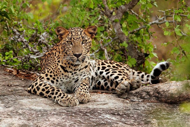Day Excursion From Colombo to Yala Safari (Leopard Safari Tour)