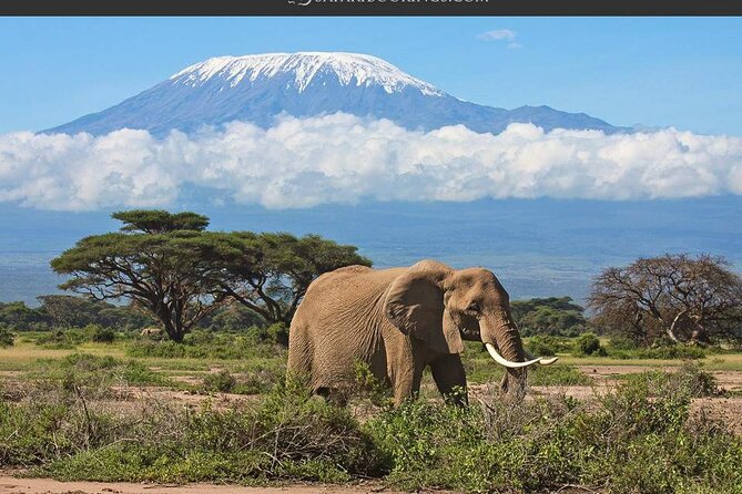 Day Tour - Amboseli National Park From Nairobi - Pricing and Booking