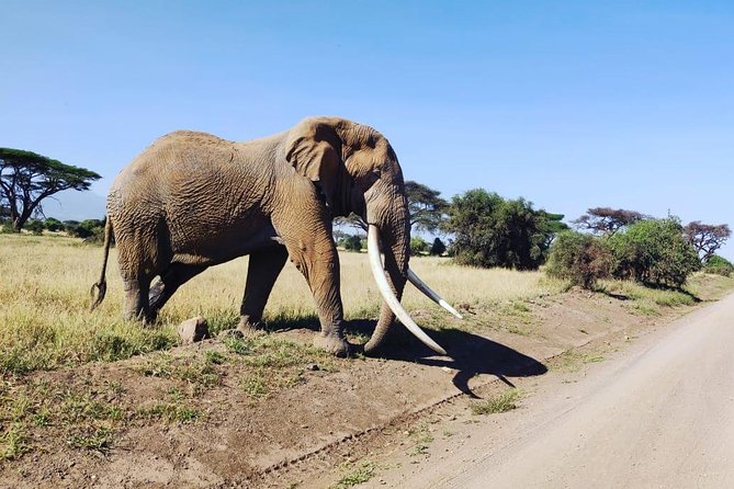 Day Tour to Amboseli National Park - Frequently Asked Questions