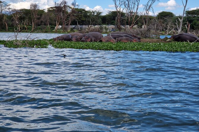 Day Tour To Hells Gate National Park and Optional Boat Ride on Lake Naivasha. - Booking and Cancellation Policy