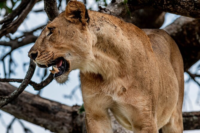 Day Tour to Ngorongoro Crater Sharing Safari - Pricing Details