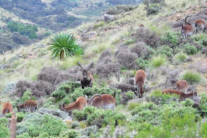 Day Trek to Simien Mountain - Important Information for Travelers