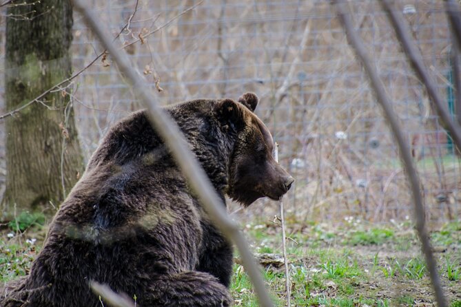 Day Trip Bear Sanctuary, Bran Castle, Rasnov Fortress From Brasov - Cancellation Policy