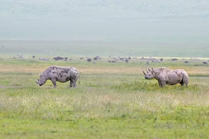 Day Trip Ngorongoro Crater - Miscellaneous