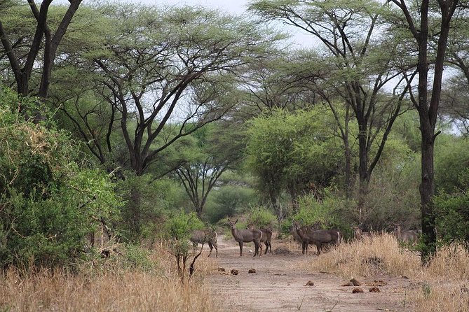 Day Trip - Tarangire National Park - Pickup Details
