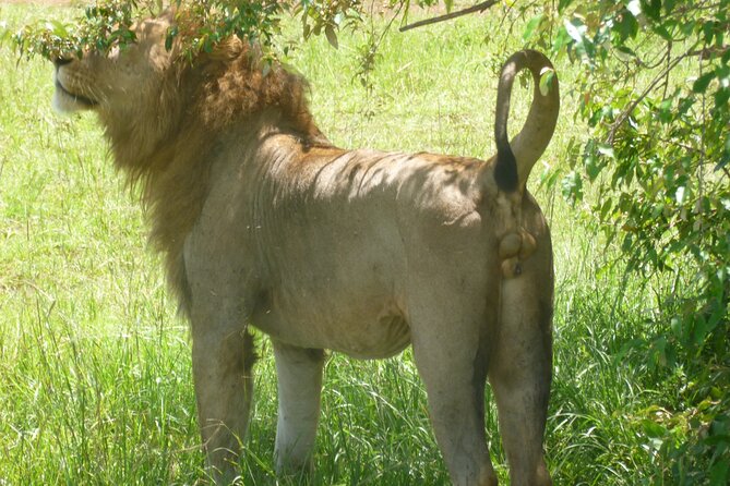 Day Trip To Arusha National Park - Customer Reviews