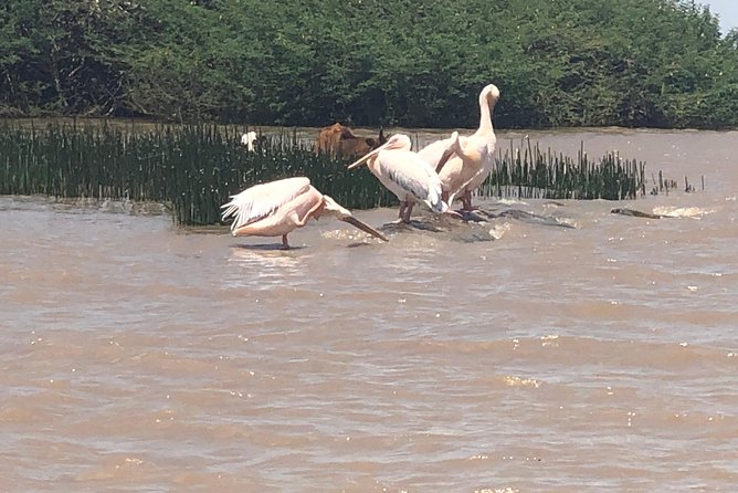 Day Trip To Lake Ziway - Pricing and Reviews Overview