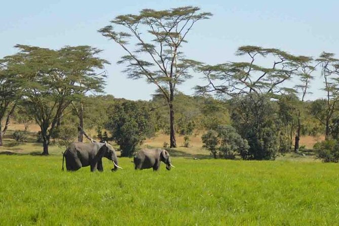 Day Trip to Selous National Park From Zanzibar or Dar Es Salaam - Reviews
