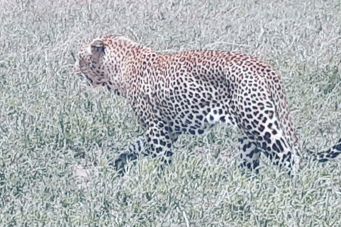 Day Trip to Tarangire National Park From Arusha / Kilimanjaro - Pricing