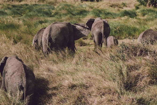 Day Trip Tour to Arusha National Park - Frequently Asked Questions