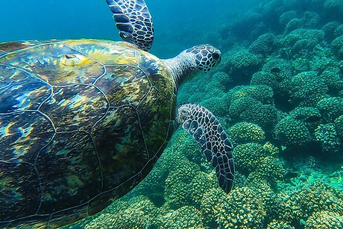 Daymaniyat Island Natural Reserve and Dolphin Watching - The Sum Up