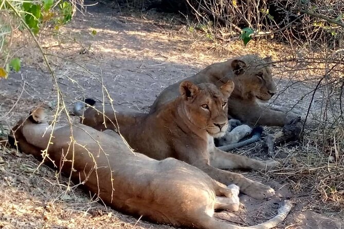 Discounted Combo-Victoria Falls, Chobe Day Trip & Helicopter Ride - Additional Fees