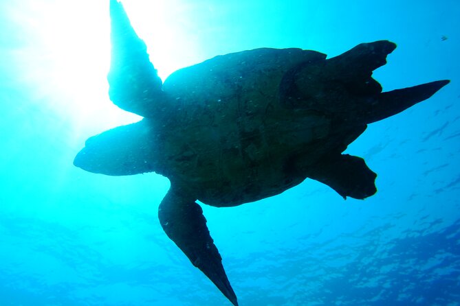 Discover Scuba Diving in Sal - Meeting and Pickup Options