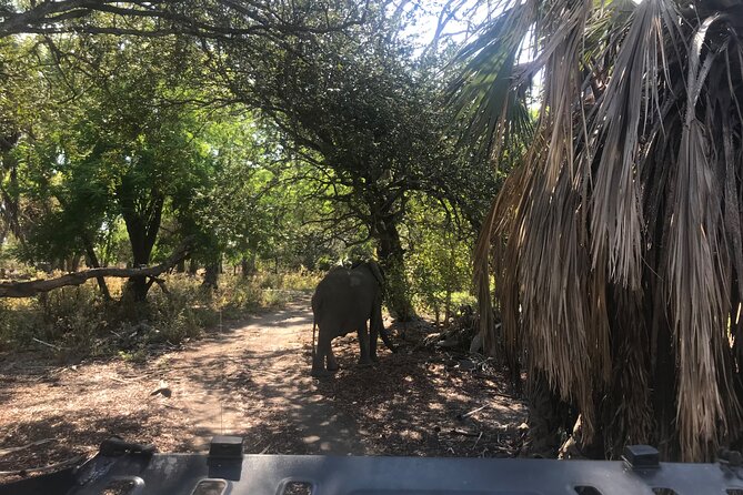 Discover the Beauty of Day Safari to Selous Game Reserve - Frequently Asked Questions
