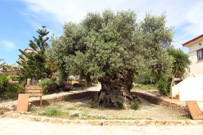 Discovering Ancient Olive Tree and Historic Olive Mill and Winery - Booking Information