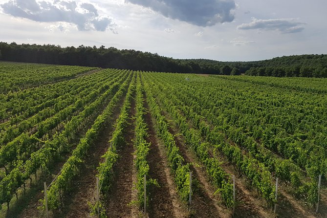 Discovering PODERE CASANOVA Winery, Walking and Wine Tasting With Lunch - Additional Information