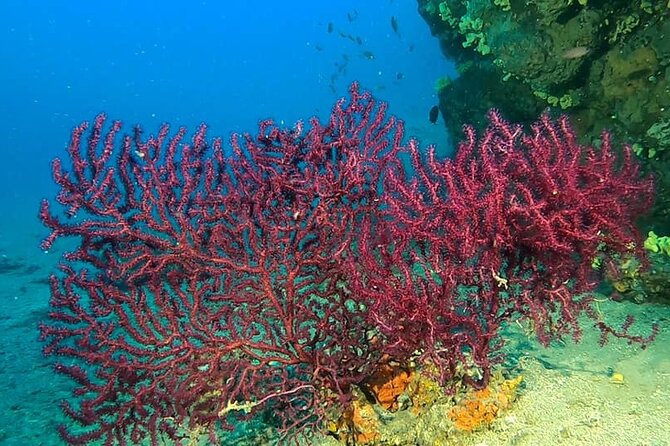 Diving Experience in Polignano a Mare With Certification - Directions